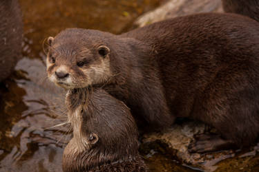 Otters