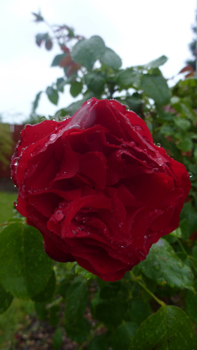 grumpy flower by zephyrus0 on DeviantArt