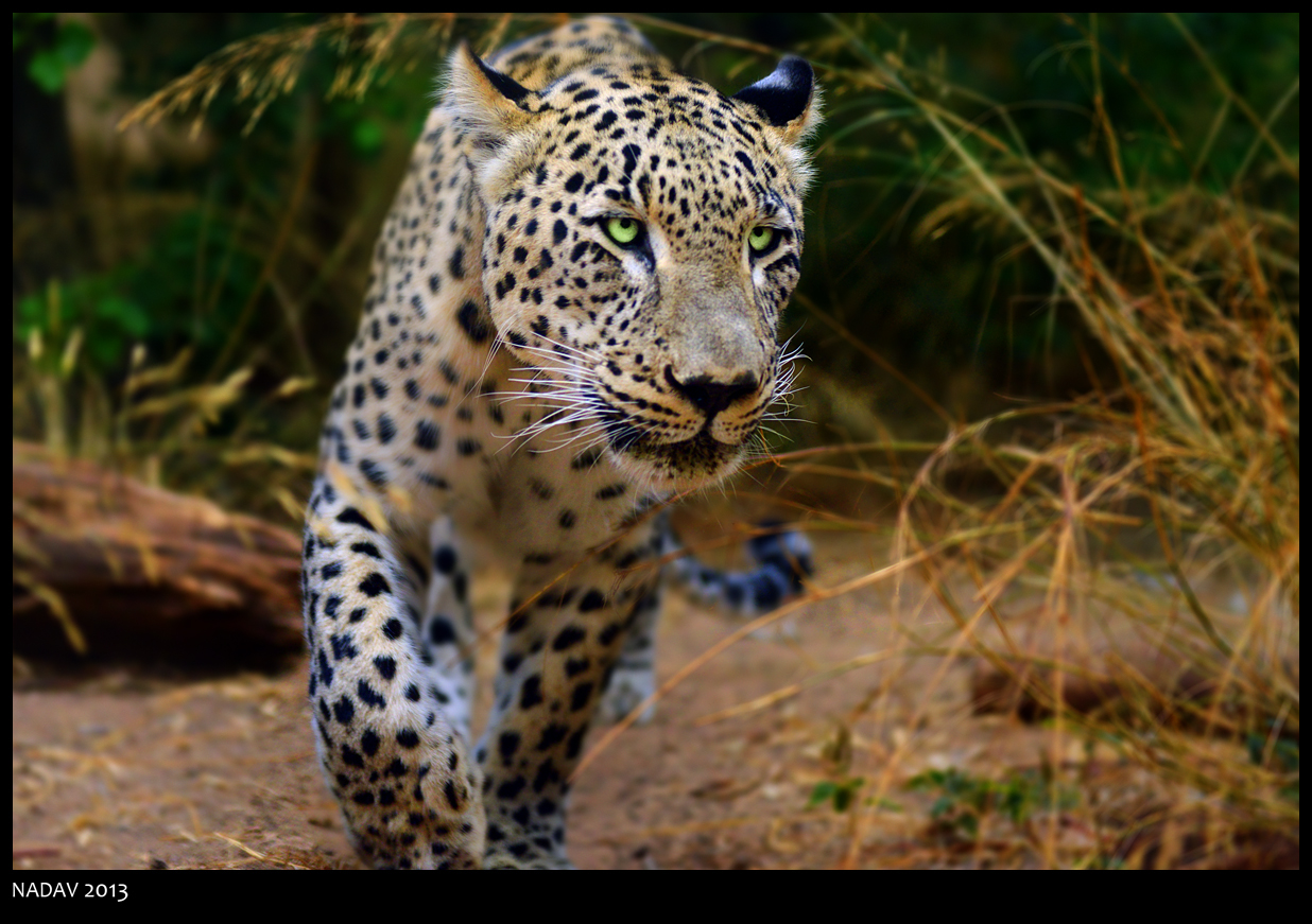 Leopard