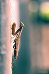 Sphodromantis Viridis by nadav