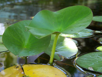 Lily Pad Chairs 2