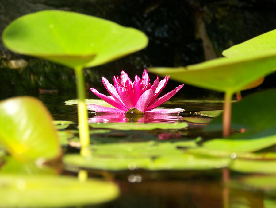 Under the Lily Pads