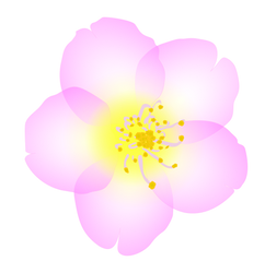 Cherry Blossom Logo