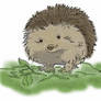 Hedgehog