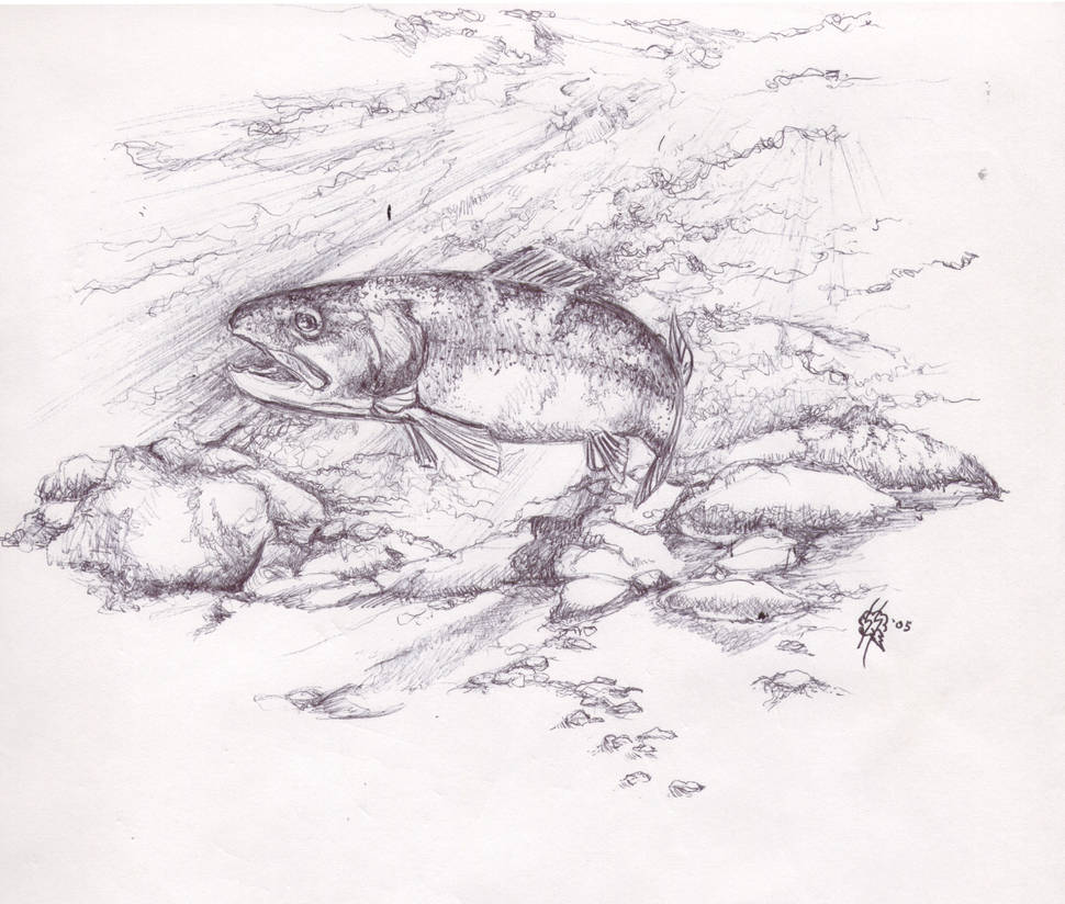 Trout Drawing By Mountaintrout On Deviantart