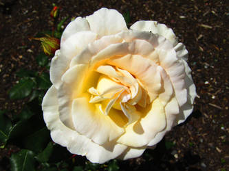 Blush Rose