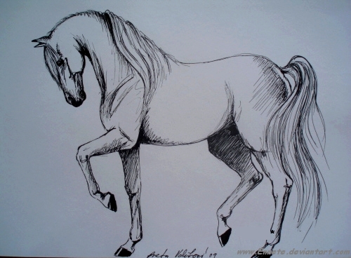 horse drawing from memory