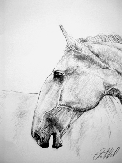 Drawing - Kladruby horse