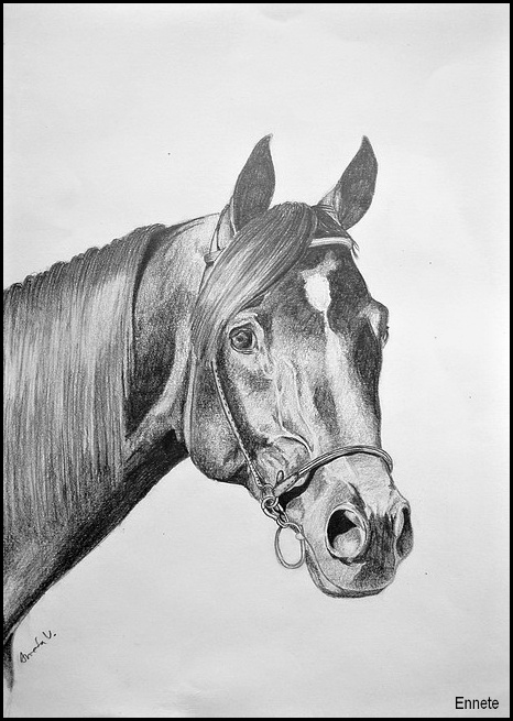 Drawing- horse head