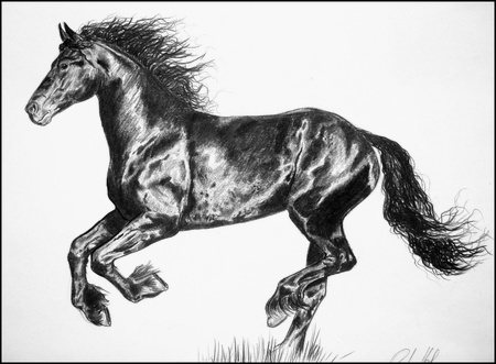 Friesian horse