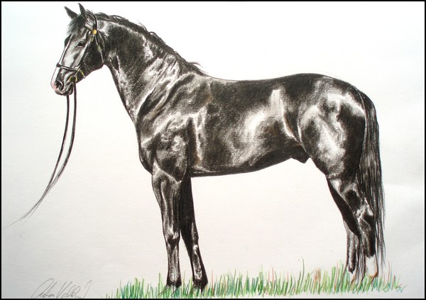 Drawing- Welsh horse