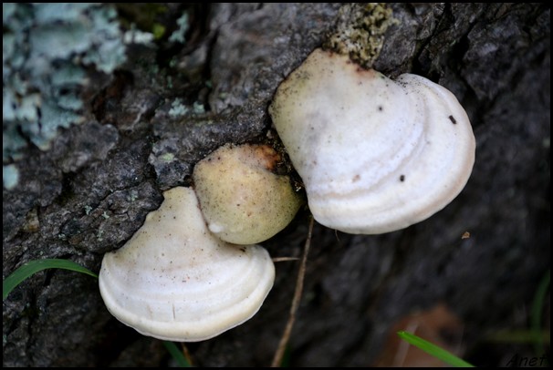 Photo - Mushroom