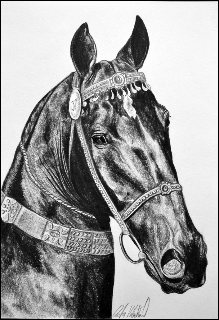 Drawing- Achalteke horse