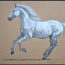 Drawing- Kladruby horse