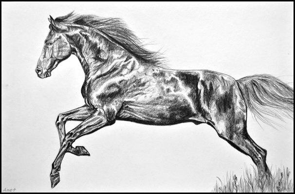 Drawing- Galloping horse