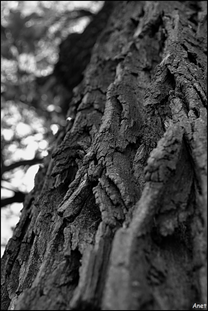 Structure of the tree II.