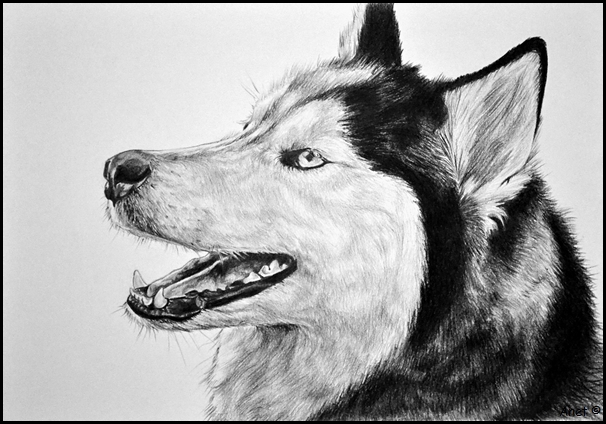 Drawing- Husky