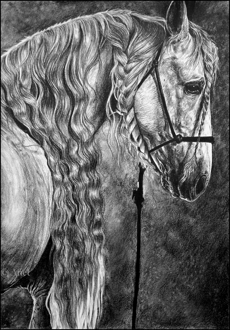 Drawing- Andalusian Horse