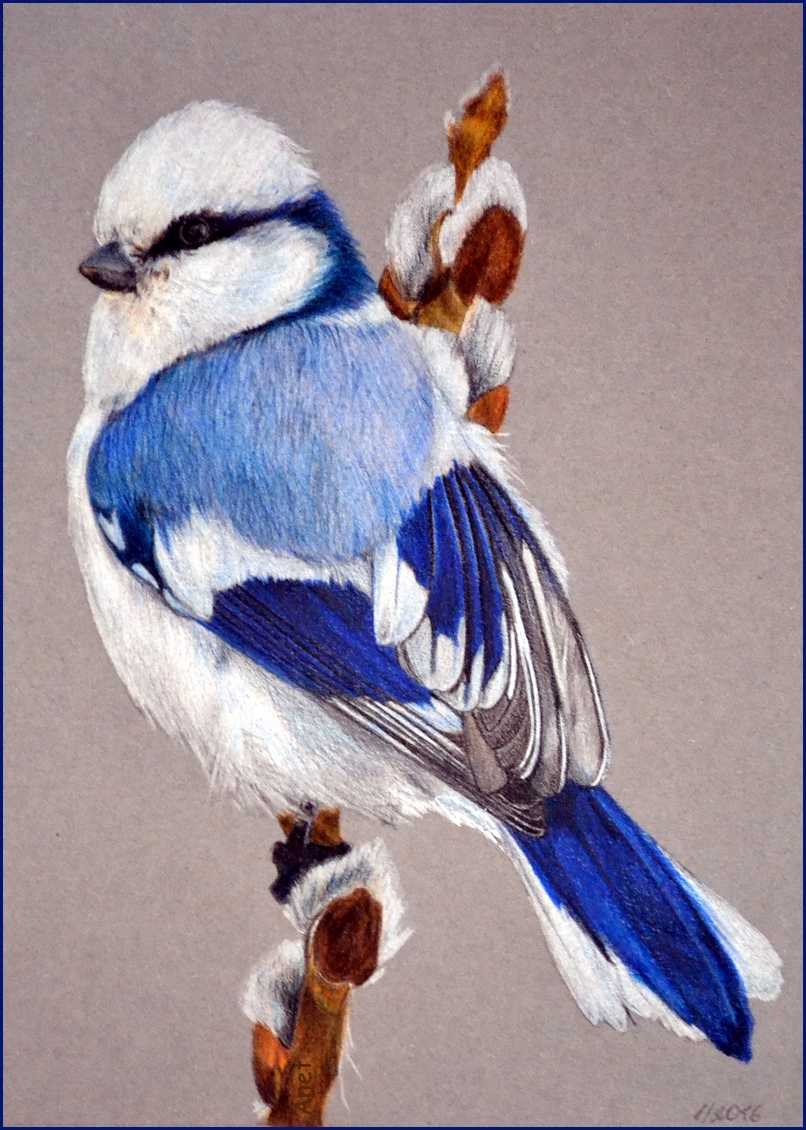 Drawing - Azure Tit