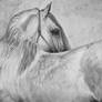 Drawing white horse