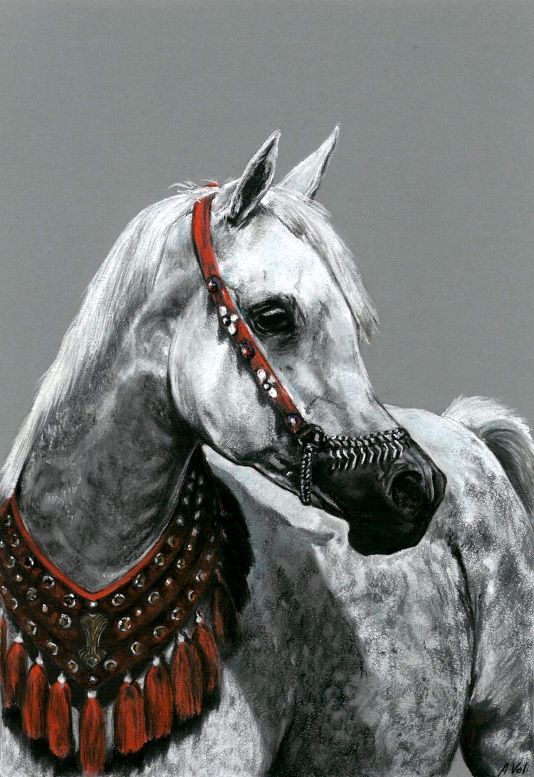 Drawing - White arabian horse