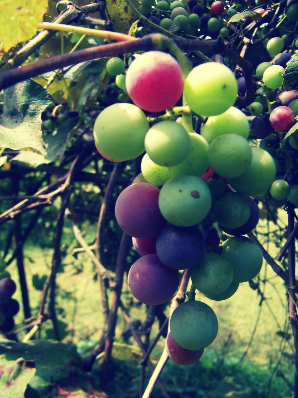 Grapes - Green and Purple