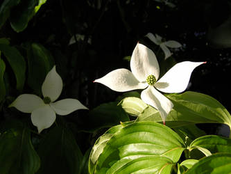 Flowering flowers