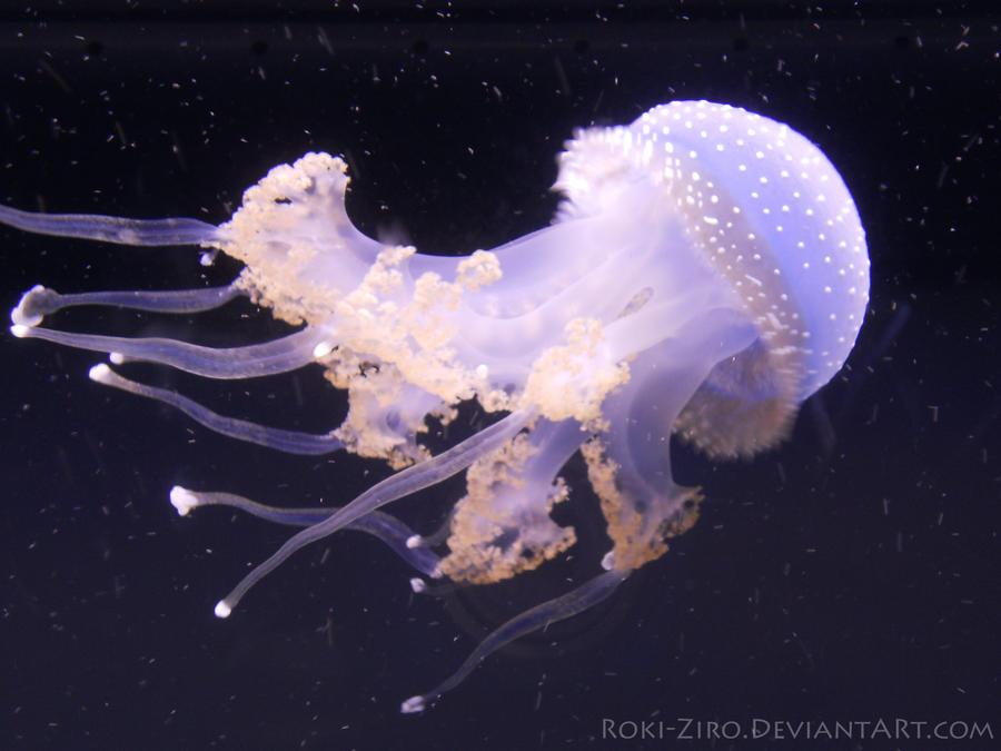 Little Jellyfish