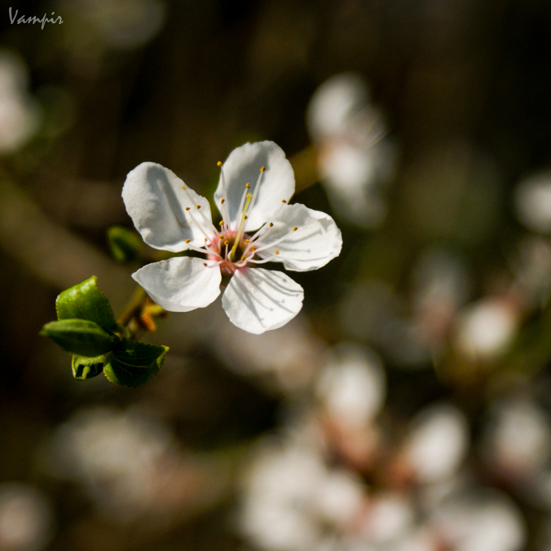 Spirit of spring