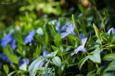 Peaceful garden