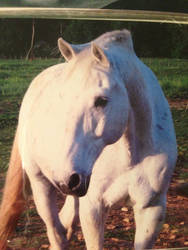 white horse