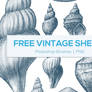 Vintage Shells Photoshop Brushes