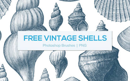 Vintage Shells Photoshop Brushes