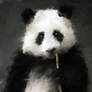 i love panda