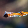 Frozen dew on branch