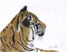 Tiger Drawing Colored Pencil 01