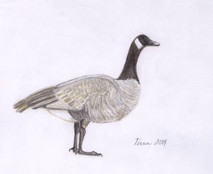 Goose Drawing 01