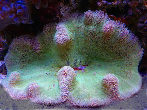 Green Coral