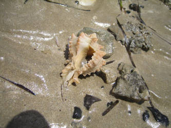 Sea shell 3