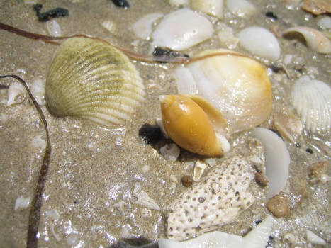 Sea shells 4