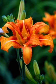 Tiger Lily