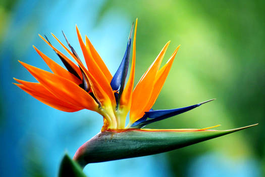 Blue Bird of Paradise