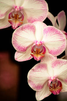 Light Pink Striped Orchid