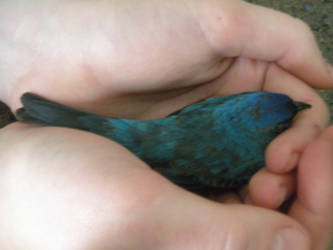 Bird in the Hand