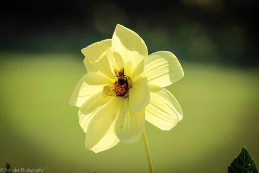 Flower Photography