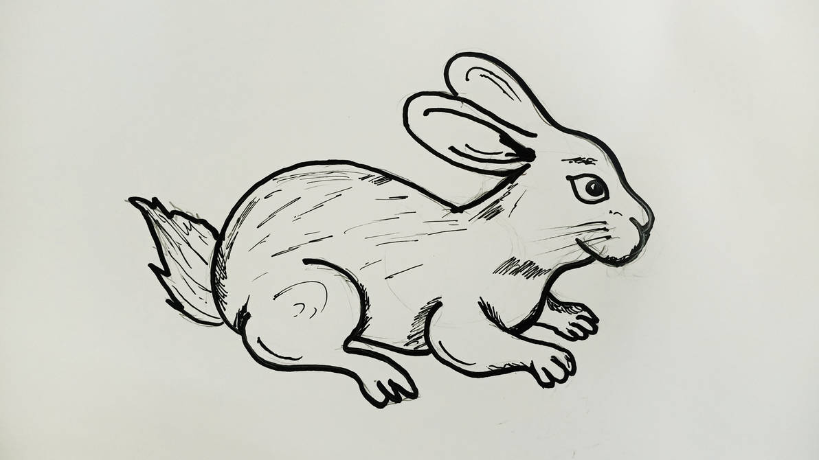 The Rabbit Drawing How to Draw Rabbit for Beginners by drawingartificer on DeviantArt