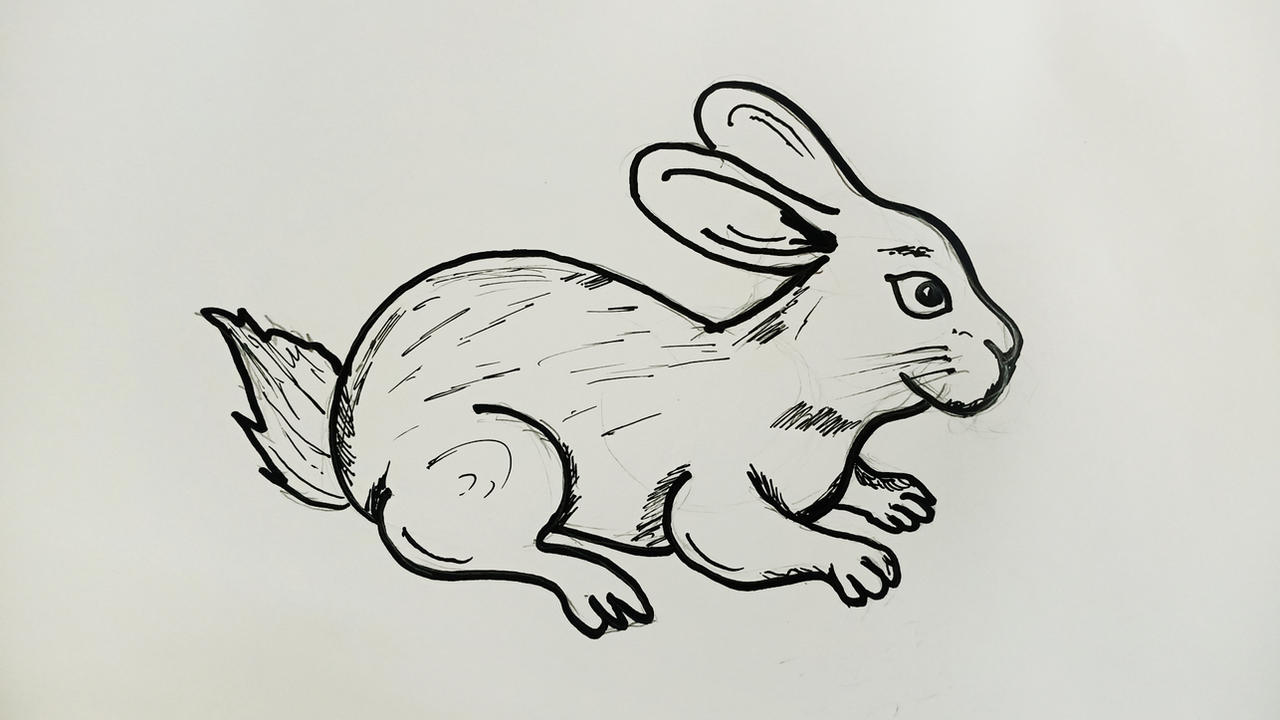 Basic Rabbit Drawingsw How to Draw Rabbit for Beginners by drawingartificer on DeviantArt