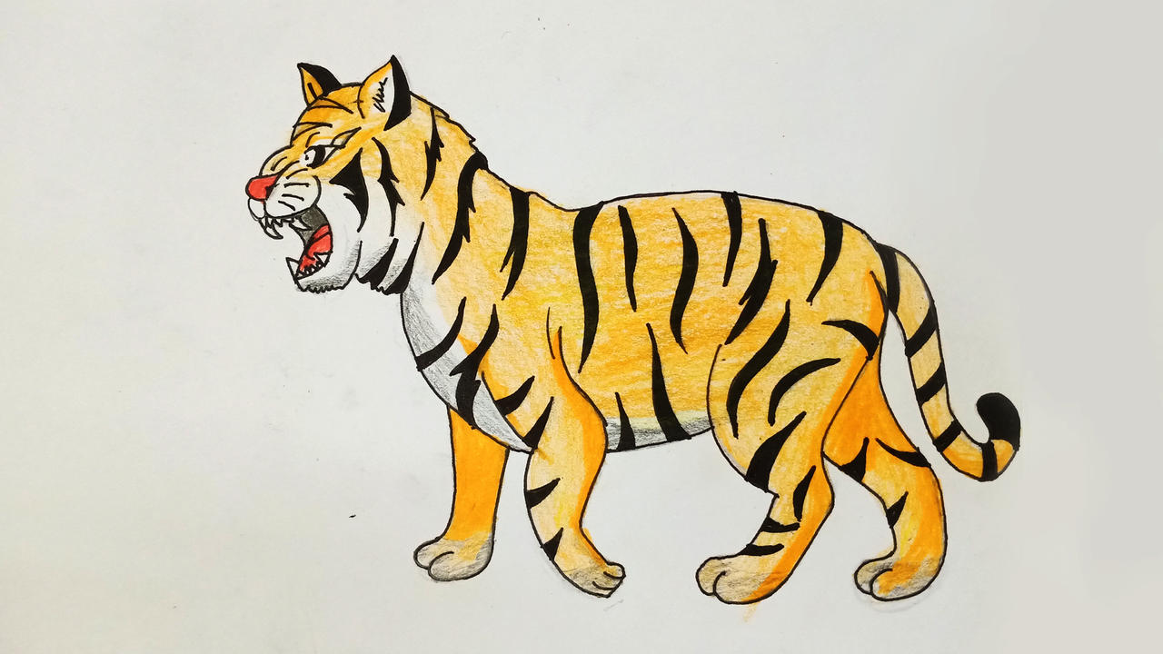How to draw Tiger Step by step by drawingartificer on DeviantArt