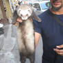 The Ferret, Part 1
