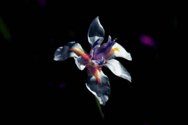 Dark Flower